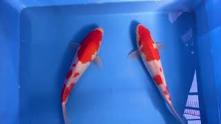 錦鯉 かのう その他