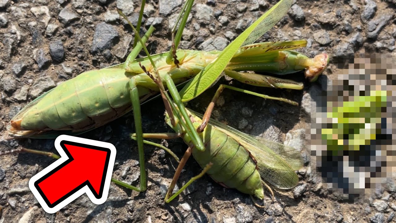 The sad end of cannibalistic praying mantises [Praying mantises