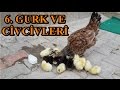 Civcivlerimiz Çıktı - 6. Gurk