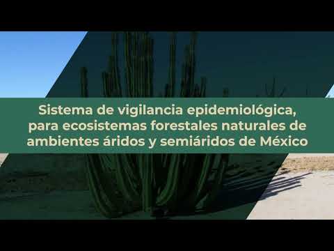 Vídeo: Què és la necrosi bacteriana: obteniu informació sobre la necrosi bacteriana del cactus Saguaro