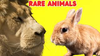 🦄 Rare Animals for Kids 🐾 | Amazing &amp; Unusual Animals Around the World 🌍