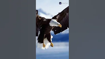 أجمل صور نسور 