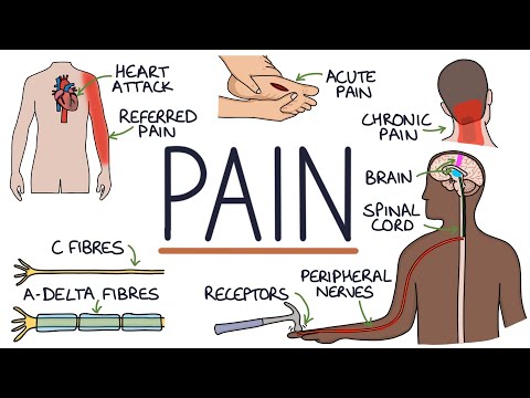 Video: Léčba bolesti a bolesti seniorského mazlíčka