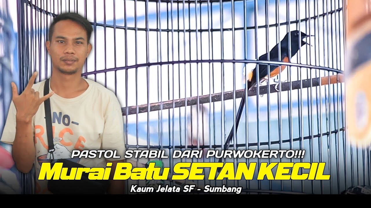 Murai Batu SETAN KECIL si Pastol Stabil Podium Tiap Minggunya❗