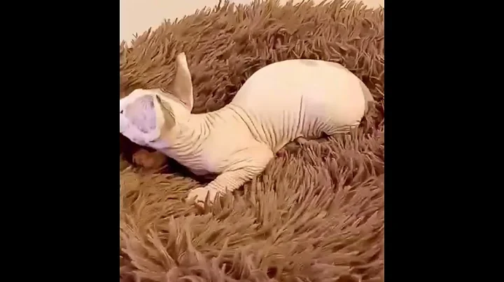 Watch the video about Calypso