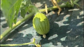 スイカの花付け　3日目