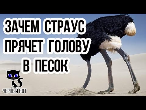 ✔ Зачем страус прячет голову в песок?