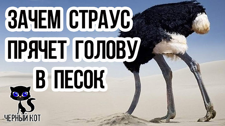 ✔ Зачем страус прячет голову в песок?