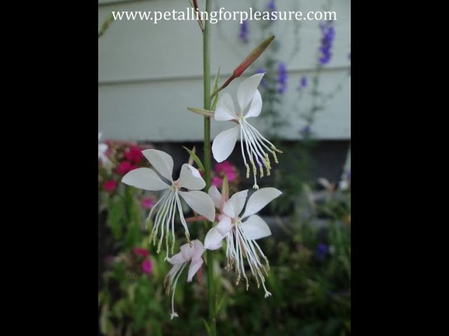 Collecting Seed: White Gaura