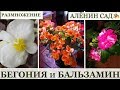 Бегонии и бальзамины САМОЕ ПРОСТОЕ размножение черенками!