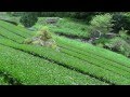  beautiful high mountain japan green tea farm  softypapa adventures  walking in japan