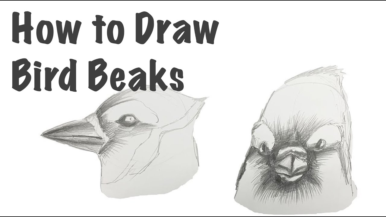 Biological drawings Bird Beaks African Grey Parrot Birds  structure   function Biology teaching resources by D G Mackean