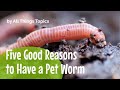 Five Good Reasons to Have a Pet Worm   Free Printable Worksheets (for ESL Teachers & Learners)