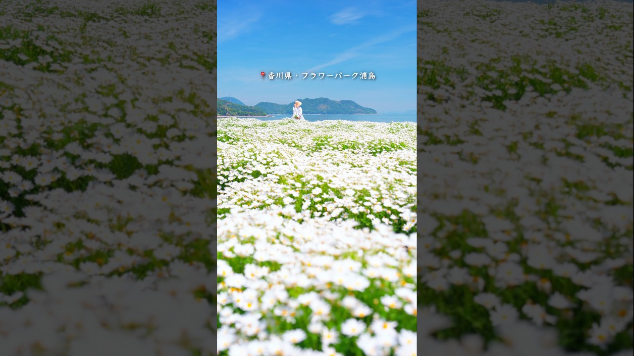 まるでアニメの世界に迷い込んだみたいな、瀬戸内海を一望する海辺の花畑が素敵すぎた…