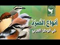 انواع الصرد الدغناش صرد رمادي احمر الظهر احمر القنة مقنع