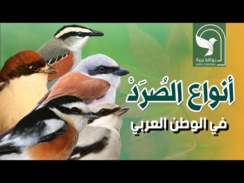 انواع الصرد الدغناش صرد رمادي احمر الظهر احمر القنة مقنع