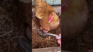 المعانات في اخذ البيض من تحت الدجاجة