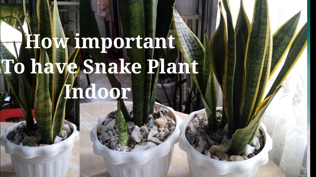 HOW IMPORTANT TO HAVE SNAKE PLANT INDOOR!! NASA!! NAGBIBIGAY NG