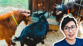 Are the LITTLE girls ready to BREED? (miniature goat breeding)