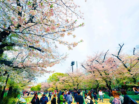 2025年4月8日 令和7年 みんなのアルバム