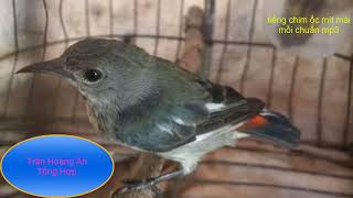 Download Lagu tiếng ốc mít mái dụ trống cực nhạy mp3 MP3