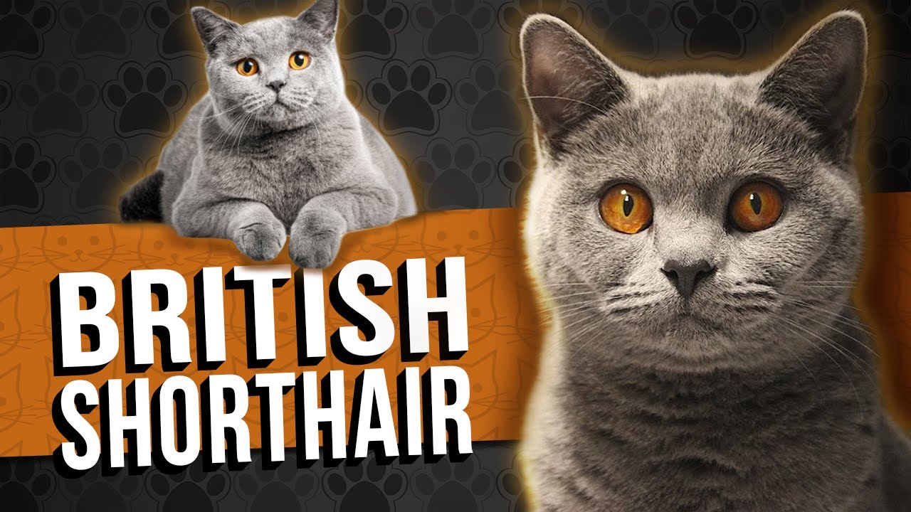 BRITISH SHORTHAIR / LONGHAIR - Tudo sobre a raça