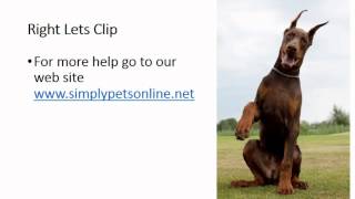 How To Cut Your Dogs Paws 3 Controlled Holding Methods | By 2 Vets by Simply Pets Online 10,046 views 10 years ago 2 minutes, 43 seconds