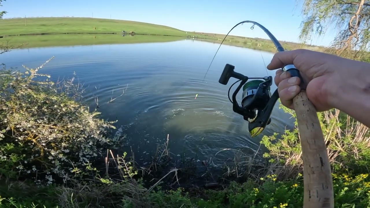 Поклёвка на поплавок ! ОГРОМНАЯ РЫБА НА поплавок ! ПРУД С МОНСТРАМИ ! НЕЗАБЫВАЕМАЯ ВЕЧЕРНЯЯ !