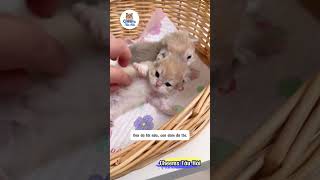 Diễn viên nhí Meow Meow | Cheems Tấu Hài #pets #cat