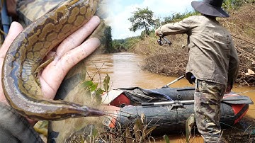 Đi tìm con cá chạch suối sau lũ ✅