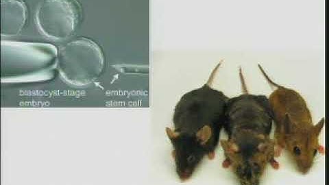 Tyler Jacks - Modeling Cancer in the Mouse