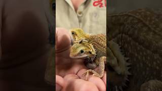 Meet Our Two Headed Bearded Dragon🤯