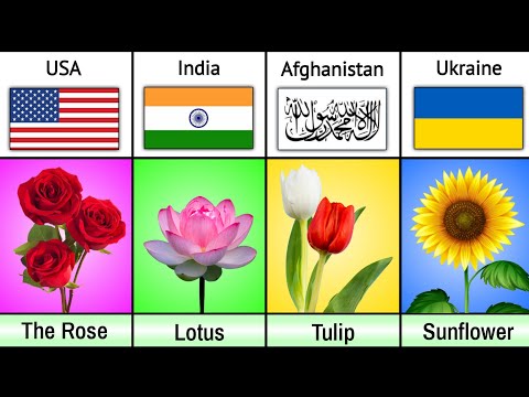 National Flowers from Different Countries | National flowers of All countries