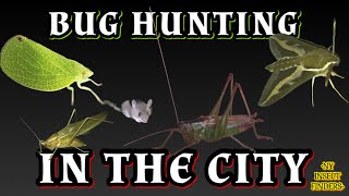 BUG HUNTING IN THE CITY - 2023