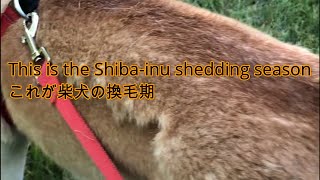 This is the Shiba inu shedding season / これが柴犬の換毛期です