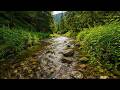 Tranquil Calm Study Focus Relax Sleep Sounds for Focus Medicine 🎧💻