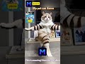 Make Your Kitten Dance with AI: Create Adorable Dancing Cat Videos from Simple Photos