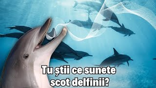 Tu știi ce sunete scot delfinii?