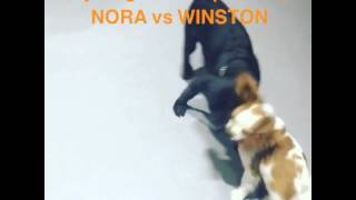 Nora Vs Winston