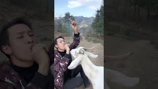 This sheep has been trained. #MyCountryLife #ShepherdPrince #ReturneeEntrepreneurFarmer