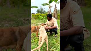 Your support matters: Help us reach our fundraising goal! #adoptstrays #adoptable #adopters #adopt