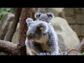 東山動植物園 コアラ 可愛いリンちゃん koala