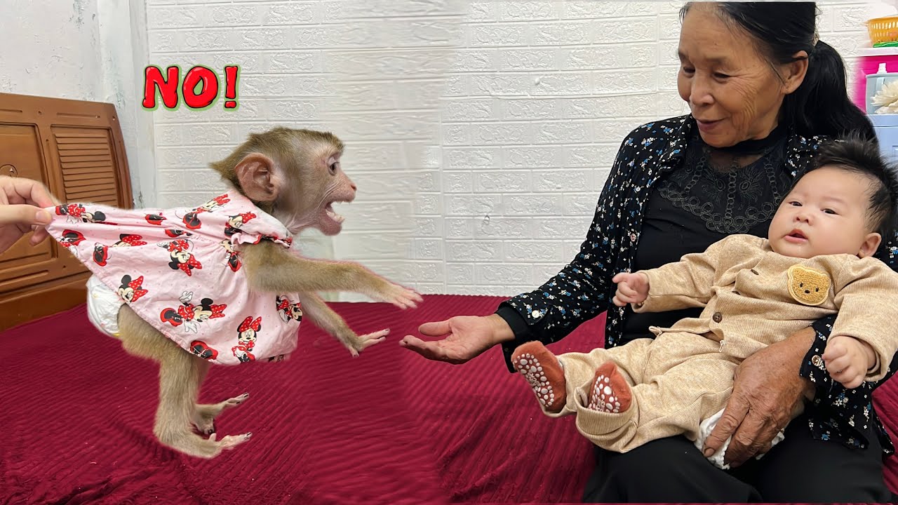 Обезьянка Диана защищает детеныша от незнакомцев