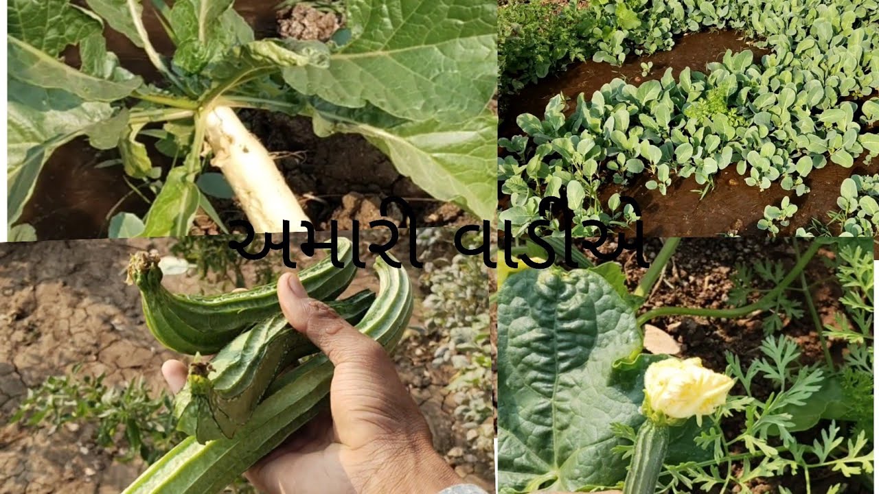 અમારી વાડીએ