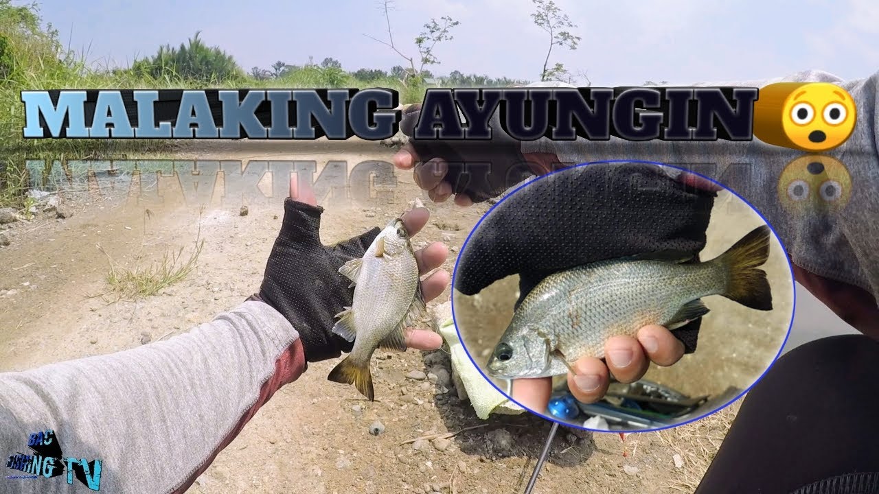 PANG HUHULI NANG AYUNGIN | SILVER PERCH FISHING | MALALAKI NA SILA WOW 😲 #fishing #baitandwait