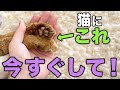 【飼い主必見】猫に愛してるを伝える方法14選