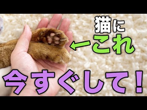 【飼い主必見】猫に愛してるを伝える方法14選