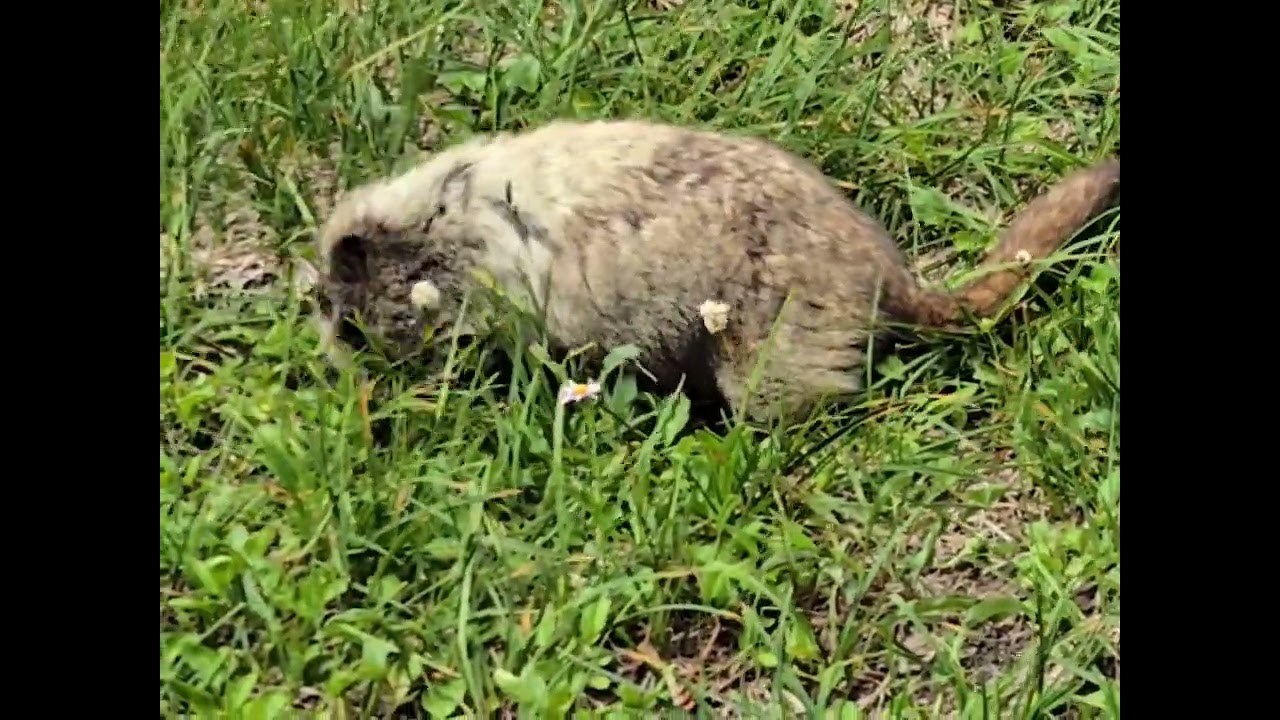 Cascade Pass/Sahale Arm hike. August 2025