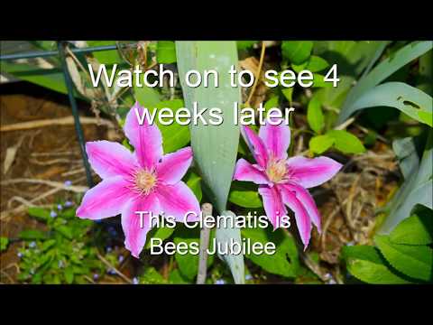 Video: Clematis Pruning Groups - Wie und wann Clematis zu schneiden