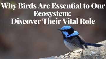 Why Birds Are Essential to Our Ecosystem Discover Their Vital Role